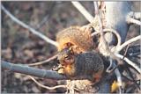 Fox Squirrel 68k jpg