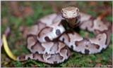 Juvenile Copperhead (upset!)