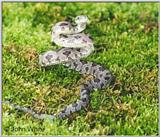 Juvenile Black Rat Snake (E. obsoleta) #7