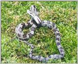 Juvenile Black Rat Snake in Defensive Position #1