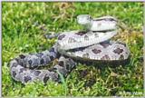 Juvenile Black Rat Snake in Defensive Position #2