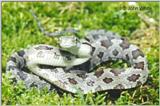 Juvenile Black Rat Snake (E. obsoleta) #4