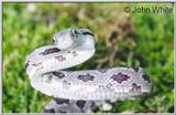 Juvenile Black Rat Snake (E. obsoleta) #5