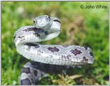 Juvenile Black Rat Snake (E. obsoleta) #6