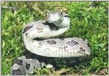 Juvenile Black Rat Snake (E. obsoleta) #7