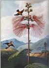 New art scans Idx C - jrnas 018 large-flowering-sensitive-plant.jpg (1/1)