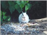 july1 squirrel
