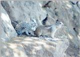 july91 squirrel