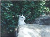 july93 squirrel