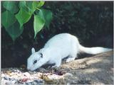 july94 squirrel