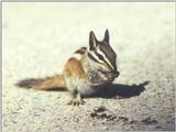June 04 chipmunk