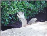 June 16 squirrel