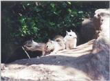 June 18 squirrel