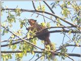 June 21 squirrel