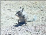 june29 squirrel
