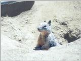 june32 squirrel