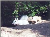 june33 squirrel