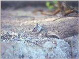 june35 squirrel