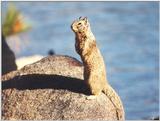 june42 squirrel