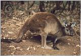 Travel Photo - Kanga.jpg - kanga.jpg [01/01]