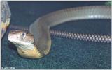King Cobra (Ophiophagus hannah) #2