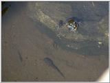 Re: req: frogs - kikker en kikkervisjes.jpg