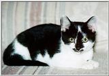 Cat - Chillicothe, OH - kitty01.jpg