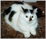 Cat - kitty02.jpg