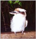 Kookaburra