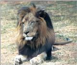 Re: More big cats from the Nairobi animal orphanage
