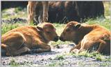 Baby Buffalos