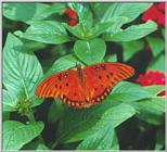 Butterfly #1