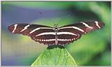 Butterfly #2