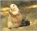 Prairie Dog from the National Zoo in Washington D.C.