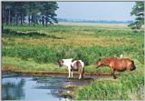 Wild ponies of Assateague Island, Virginia - U.S.A.