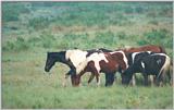 Wild ponies of Assateague Island, Virginia - U.S.A.