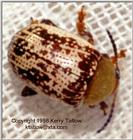 Beetle, 33K
