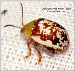 Beetle, 45K