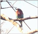 Lilac-breasted Roller
