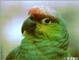Lilacine Amazon Parrot 1