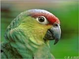 Lilacine Amazon Parrot 2