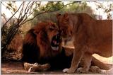 Re: pics lions