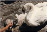 Swans