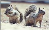 ground squirrel 43k jpg