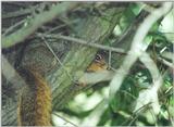 Fox Squirrel lwf1