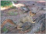 grey squirrel 26.2k jpg