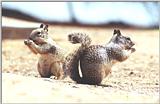 ground squirrel 42k jpg