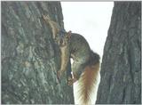 Fox Squirrel lwf2