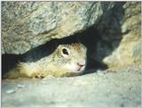 California Ground Squirrel