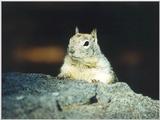 California Ground Squirrel 2